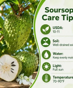 Soursop Guanabana Live Plant, Tropical Fruit Tree, 4-6 Inches Tall, 4 Inch Pot - Image 6