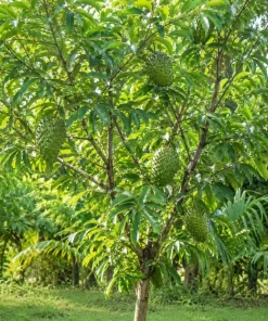 Soursop Guanabana Live Plant, Tropical Fruit Tree, 4-6 Inches Tall, 4 Inch Pot - Image 7