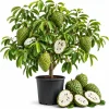 Soursop Guanabana Live Plant, Tropical Fruit Tree, 4-6 Inches Tall, 4 Inch Pot - Image 1
