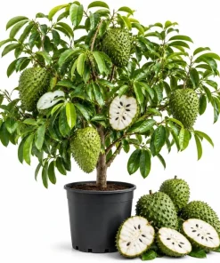 Soursop Guanabana Live Plant, Tropical Fruit Tree, 4-6 Inches Tall, 4 Inch Pot - Image 1