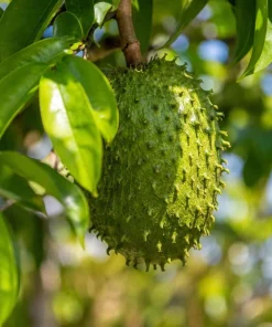 Soursop Live Plant - Guanabana Tropical Fruit Tree, 4-6 Inches Tall in 4 Inch Pot - Image 2