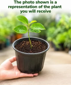 Soursop Live Plant - Guanabana Tropical Fruit Tree, 4-6 Inches Tall in 4 Inch Pot - Image 3