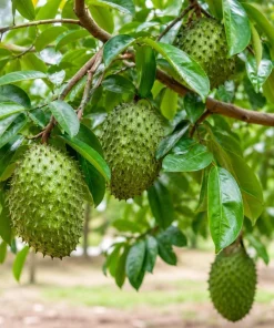 Soursop Live Plant - Guanabana Tropical Fruit Tree, 4-6 Inches Tall in 4 Inch Pot - Image 5