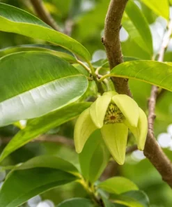 Soursop Live Plant - Guanabana Tropical Fruit Tree, 4-6 Inches Tall in 4 Inch Pot - Image 6
