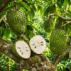 Soursop Live Plant - Guanabana Tropical Fruit Tree, 4-6 Inches Tall in 4 Inch Pot - Image 1