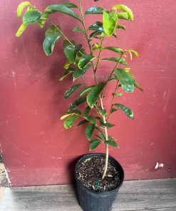 Soursop Tree, guanabana in 10