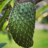 Soursop Tree, guanabana in 10" pot , Sirsak, Anona Muricata - Image 1