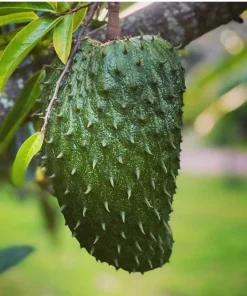 Soursop Tree, guanabana in 10