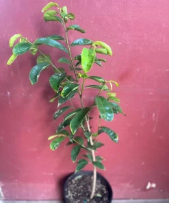 Soursop Tree, guanabana in 10