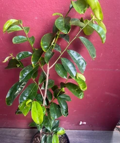 Soursop Tree, guanabana in 10