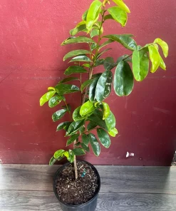 Soursop Tree, guanabana in 10