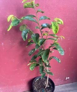 Soursop Tree, guanabana in 10