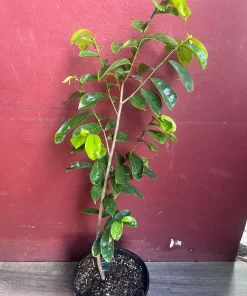 Soursop Tree, guanabana in 10