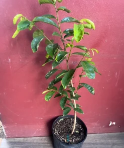 Soursop Tree, guanabana in 10