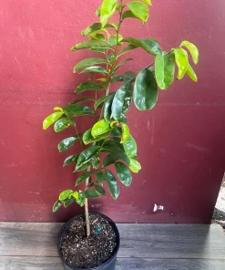 Soursop Tree, guanabana in 10