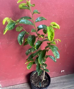 Soursop Tree, guanabana in 10