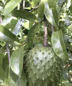 Soursop Tree Live Plant Annona Muricata Graviola 17-25 Inches Tall Outdoor - Image 2