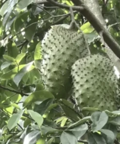 Soursop Tree Live Plant Annona Muricata Graviola 17-25 Inches Tall Outdoor - Image 4
