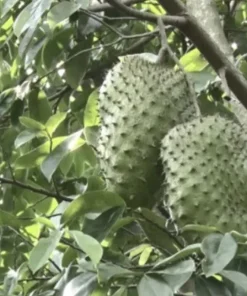 Soursop Tree Live Plant Annona Muricata Graviola 17-25 Inches Tall Outdoor - Image 6