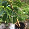 Soursop Tree Live Plant Annona Muricata Graviola 17-25 Inches Tall Outdoor - Image 1