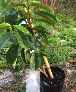 Soursop Tree Live Plant Annona Muricata Graviola 17-25 Inches Tall Outdoor - Image 1