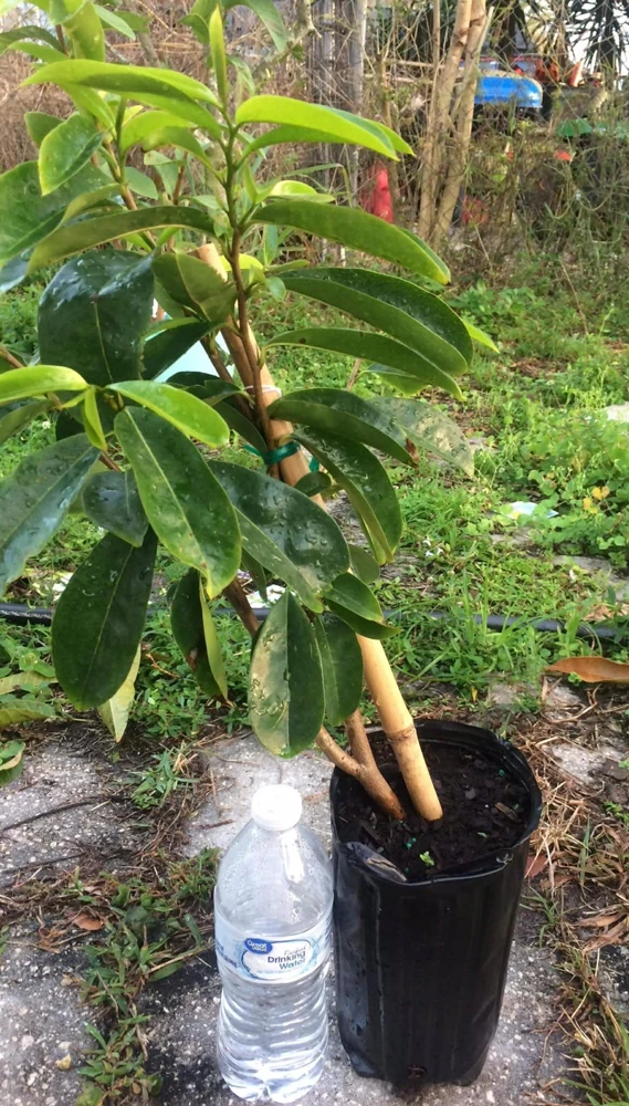 Soursop Tree Live Plant Annona Muricata Graviola 17-25 Inches Tall Outdoor - Image 1