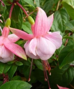 Southgate Fuchsia Live Plant – 5" Pot – Pink & White Blooms – Attracts Hummingbirds – Outdoor Shrub - Image 2