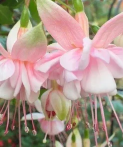 Southgate Fuchsia Live Plant – 5