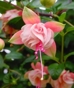 Southgate Fuchsia Live Plant – 5