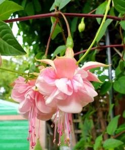 Southgate Fuchsia Live Plant – 5