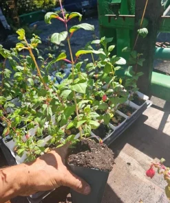 Southgate Fuchsia Live Plant – 5