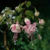 Southgate Fuchsia Live Plant – 5" Pot – Pink & White Blooms – Attracts Hummingbirds – Outdoor Shrub - Image 1