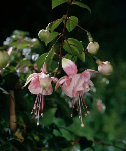 Southgate Fuchsia Live Plant – 5