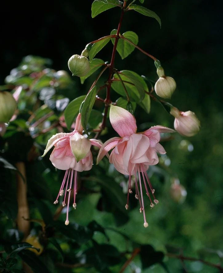 Southgate Fuchsia Live Plant – 5" Pot – Pink & White Blooms – Attracts Hummingbirds – Outdoor Shrub - Image 1