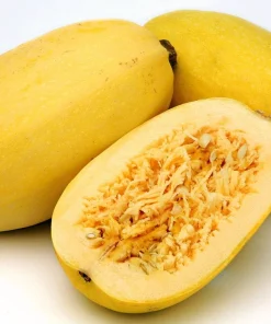 Spaghetti Squash Seeds - Sweet, Deep Orange Flesh - 8 Seeds for Garden - Image 2