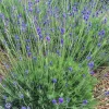 Spanish Eyes Butterfly Lavender Seeds - 20 Count, Fragrant Outdoor - Image 1