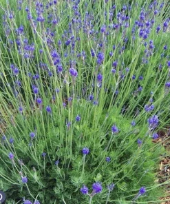 Spanish Eyes Butterfly Lavender Seeds - 20 Count, Fragrant Outdoor - Image 1
