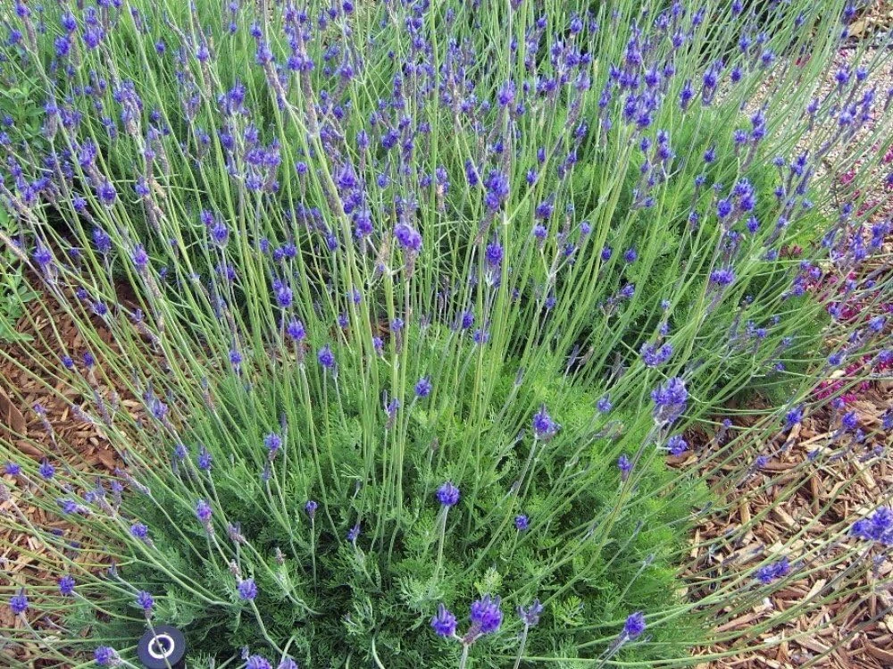 Spanish Eyes Butterfly Lavender Seeds - 20 Count, Fragrant Outdoor - Image 1