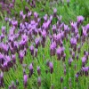 Spanish Lavender Live Plant – Fragrant Shrub for Pollinators – 3" Pot - Image 1