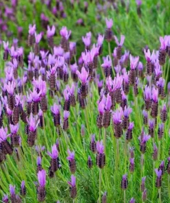 Spanish Lavender Live Plant – Fragrant Shrub for Pollinators – 3