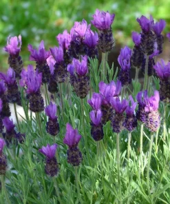 Spanish Lavender Live Plant – Fragrant Shrub for Pollinators – 3