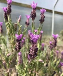 Spanish Lavender Live Plant – Fragrant Shrub for Pollinators – 3