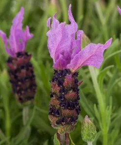 Spanish Lavender Live Plant – Fragrant Shrub for Pollinators – 3