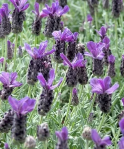 Spanish Lavender Live Plant – Fragrant Shrub for Pollinators – 3