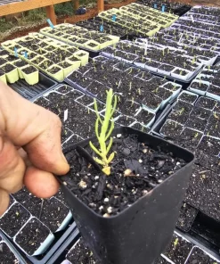 Spanish Lavender Live Plant – Fragrant Shrub for Pollinators – 3