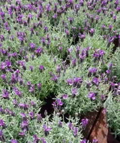Spanish Lavender Live Plant – Fragrant Shrub for Pollinators – 3
