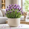 Spanish Lavender Live Plant - Purple Fragrant Flower, 2-4 Inch Tall, 3 Inch Pot - Image 1