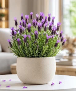 Spanish Lavender Live Plant - Purple Fragrant Flower, 2-4 Inch Tall, 3 Inch Pot - Image 1