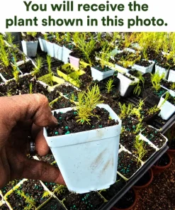 Spanish Lavender Live Plant - Purple Fragrant Flower, 2-4 Inch Tall, 3 Inch Pot - Image 2