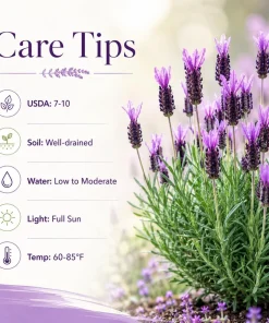 Spanish Lavender Live Plant - Purple Fragrant Flower, 2-4 Inch Tall, 3 Inch Pot - Image 4